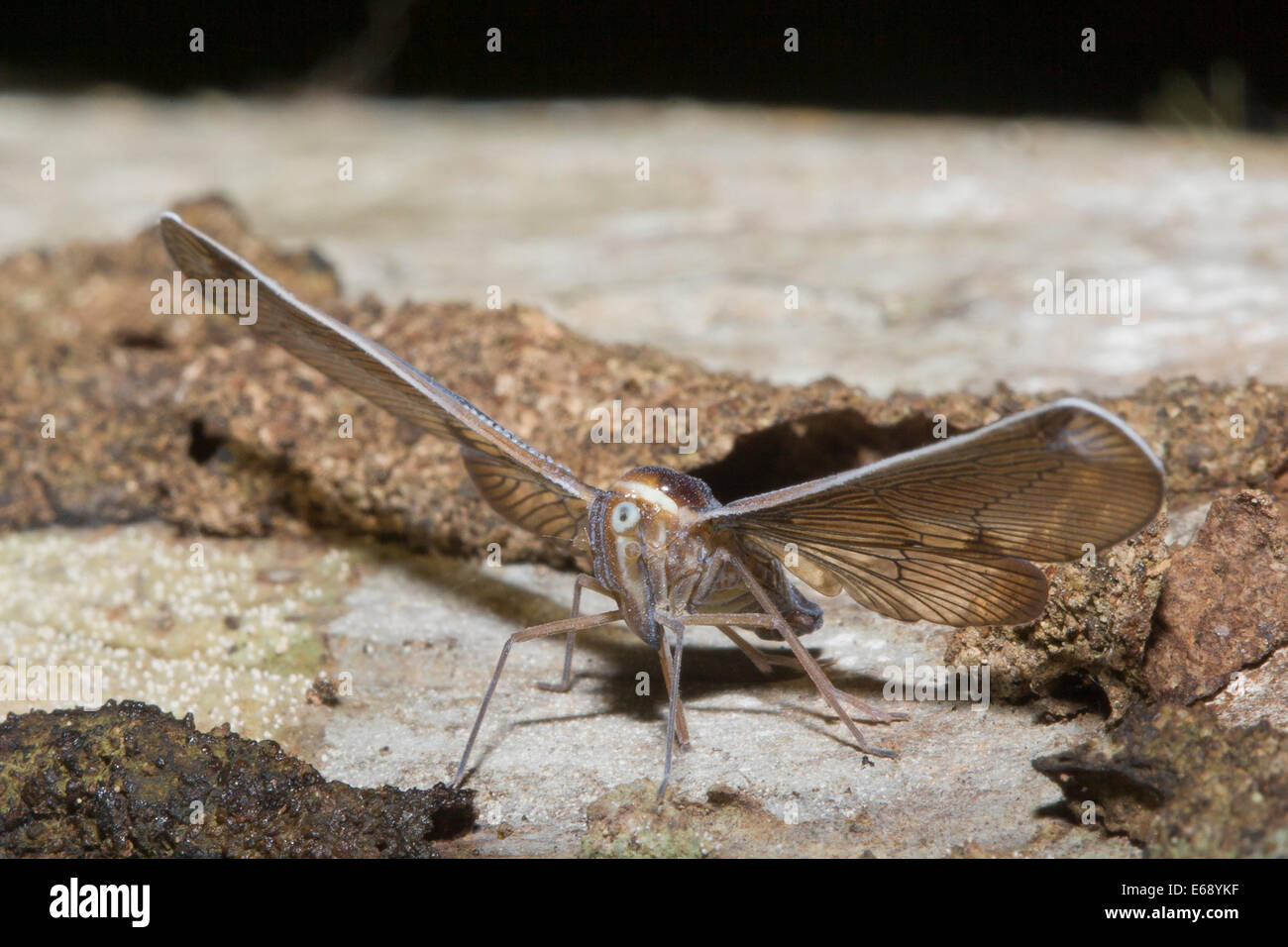 Derbidae Insect A planthopper, family Derbidae. Photographed in Costa Rica Stock Photo ...