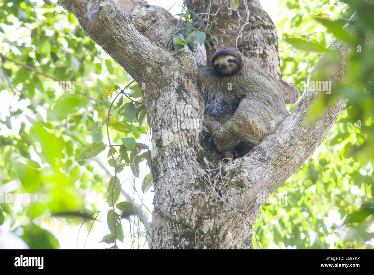 3-toed sloth, Bradypus variegatus. Photographed in Cahuita National Park, Costa Rica. Stock Photo
