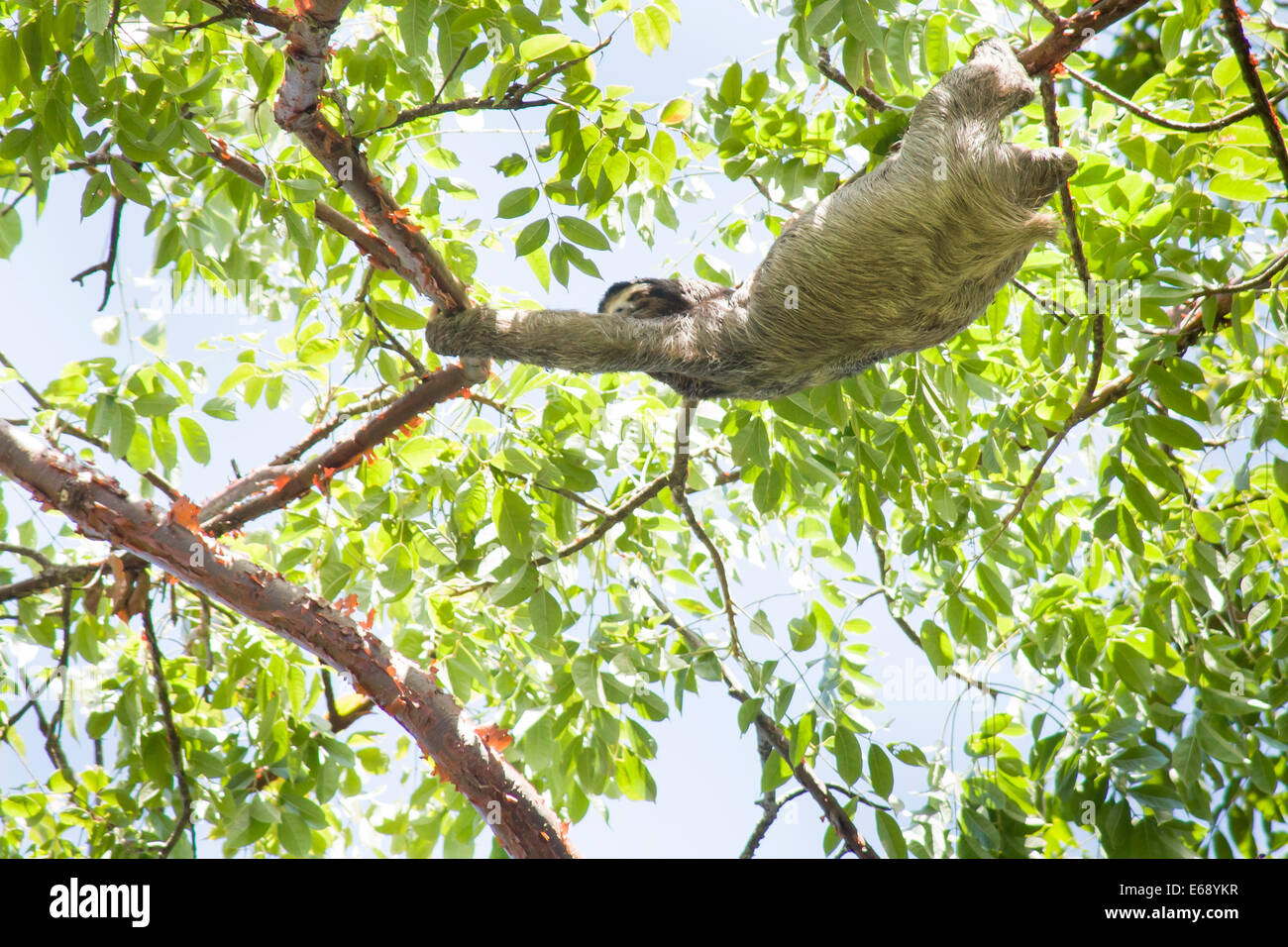 3-toed sloth, Bradypus variegatus. Photographed in Cahuita National Park, Costa Rica. Stock Photo