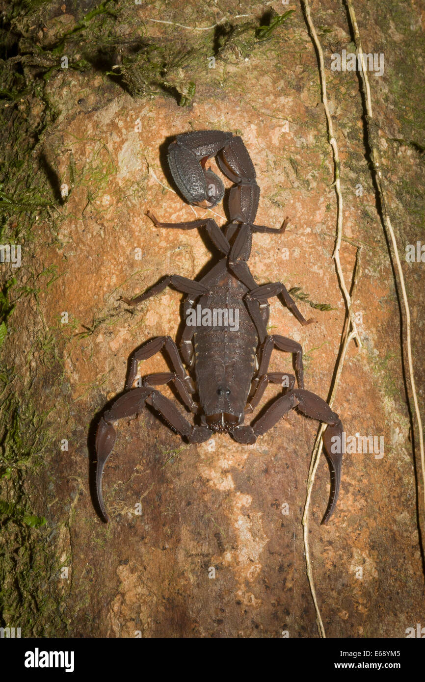 A tropical scorpion; photographed in the mountain rainforests of Panama. Stock Photo