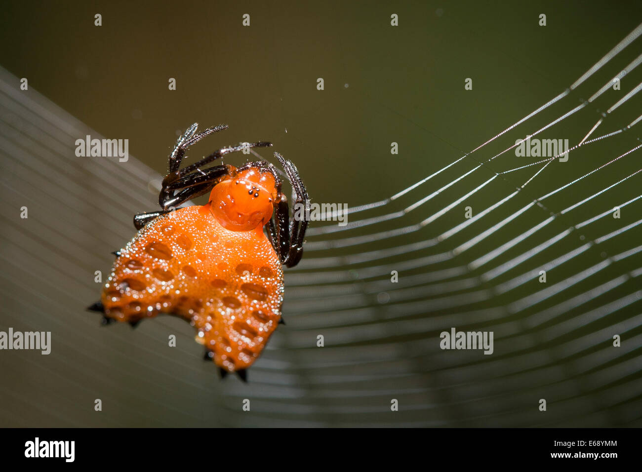 Orange spiny orb-weaving spider. Photographed in Darien National Park, Panama. Stock Photo