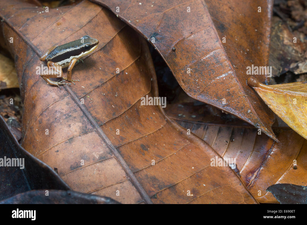 Rainforest rocket frog (Silverstoneia flotator), a species of poison