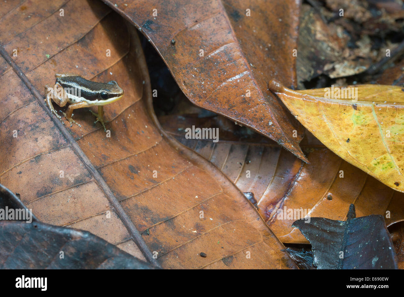 Rainforest rocket frog (Silverstoneia flotator), a species of poison