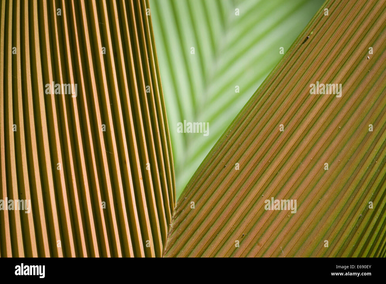Pleated palm leaves. Photographed in Costa RIca. Stock Photo