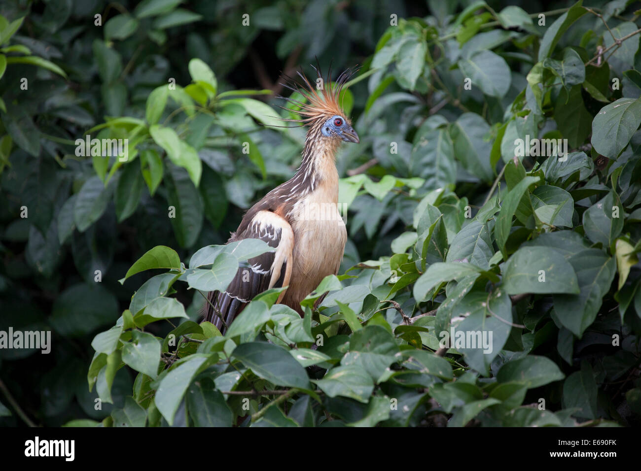 The hoatzin, a.k.a. 'stinkbird,' due to a manure-like smell (a result of fermentation of plant matter in its muscular crop). Stock Photo