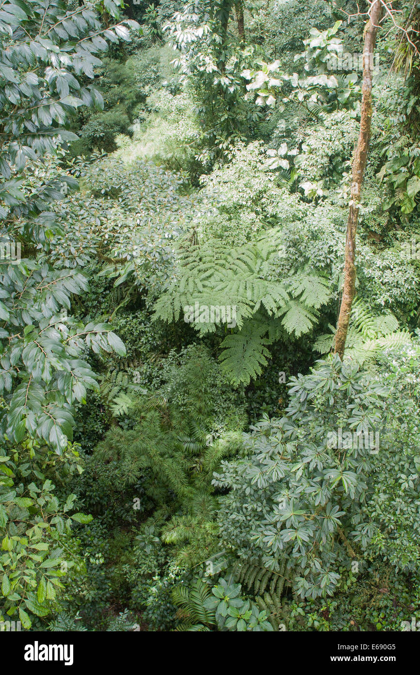 A view from above in a montane rainforest in Monteverde, Costa Rica. Stock Photo