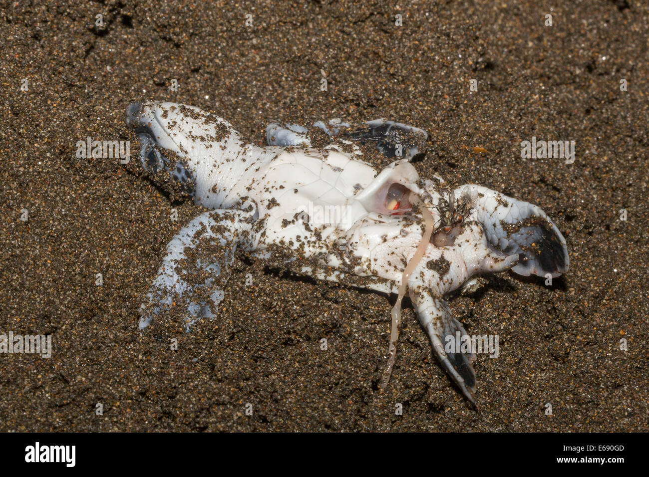 A dead green sea turtle hatchling (Chelonia mydas).  Photographed in Costa Rica. Stock Photo