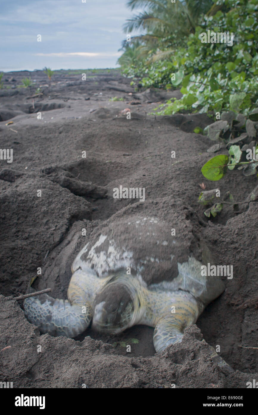 A green sea turtle (Chelonia mydas) female excavating a nest.  Photographed in Costa Rica. Stock Photo
