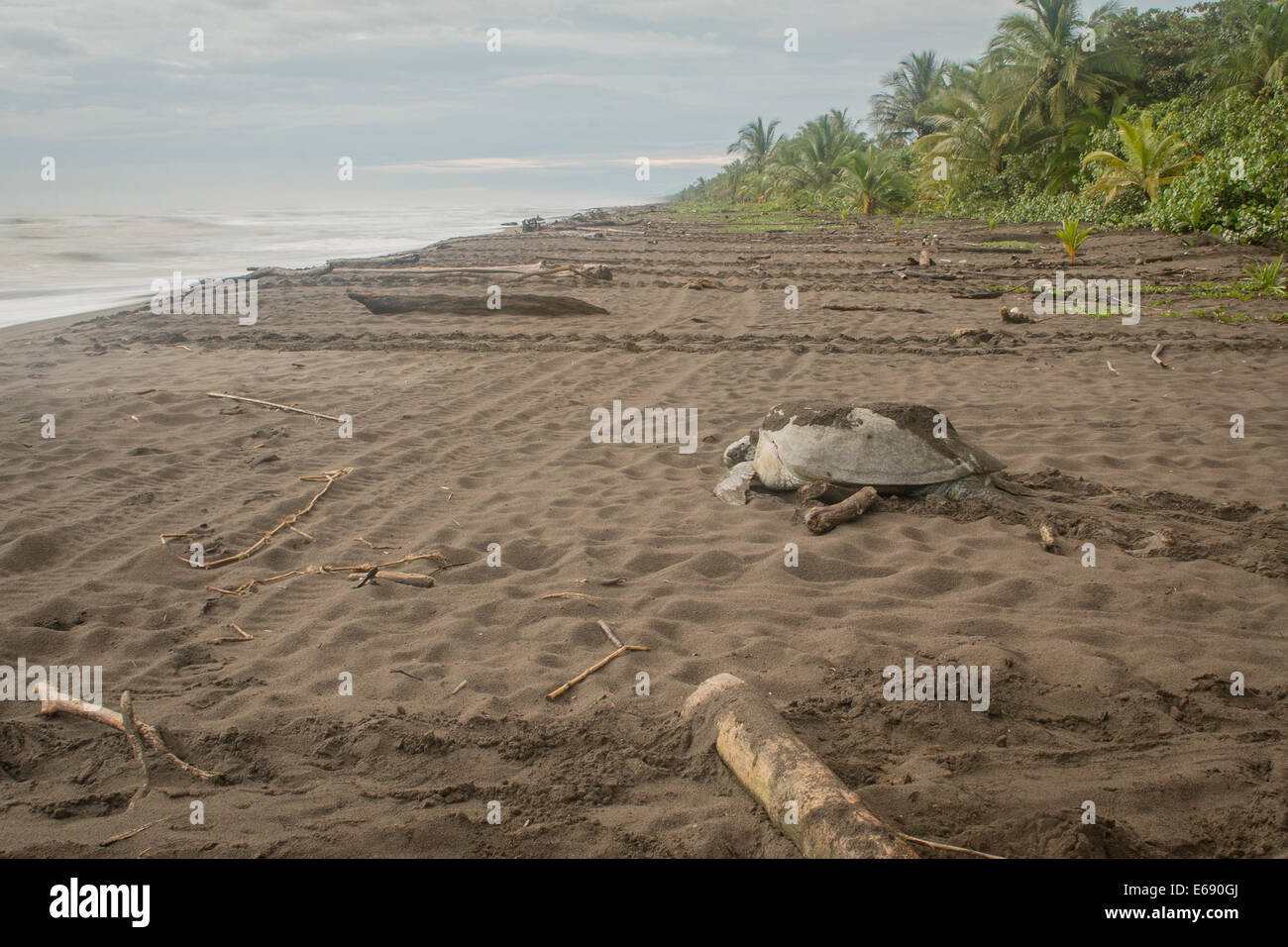 A green sea turtle (Chelonia mydas) female returning to the ocean after laying eggs in the sand.  Photographed in Costa Rica. Stock Photo