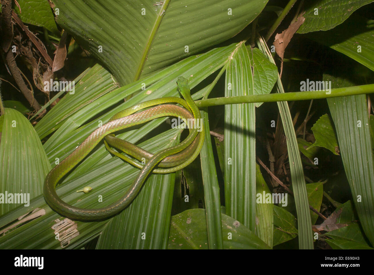 A Cope's parrot snake (Leptophis depressirostris), coiled on a leaf. Stock Photo