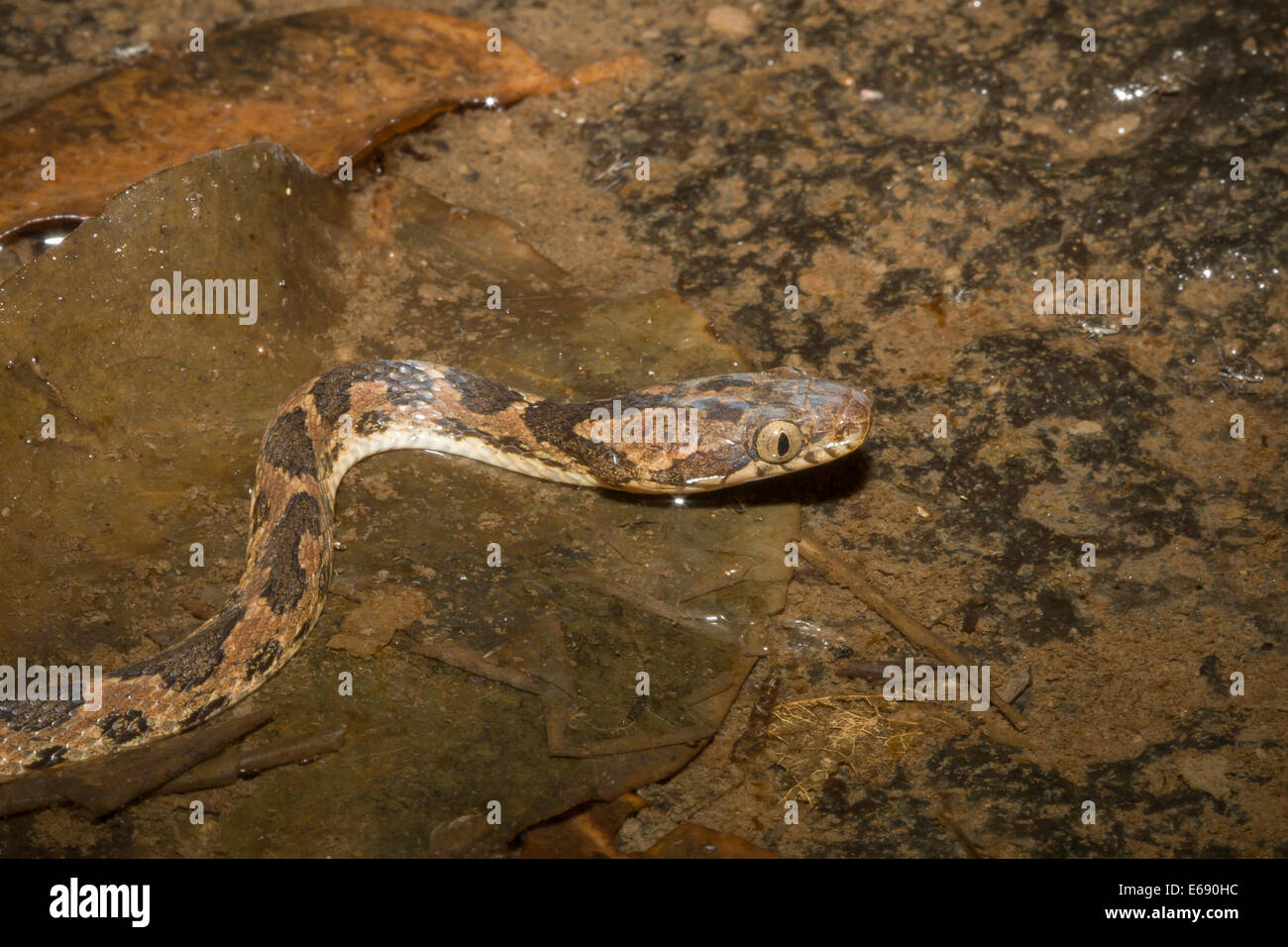 A close-up of a banded cat-eyed snake (Leptodeira annulata). Stock Photo