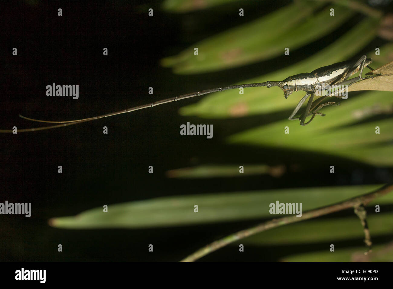 Extremely long antennae of a longhorned woodboring beetle (family