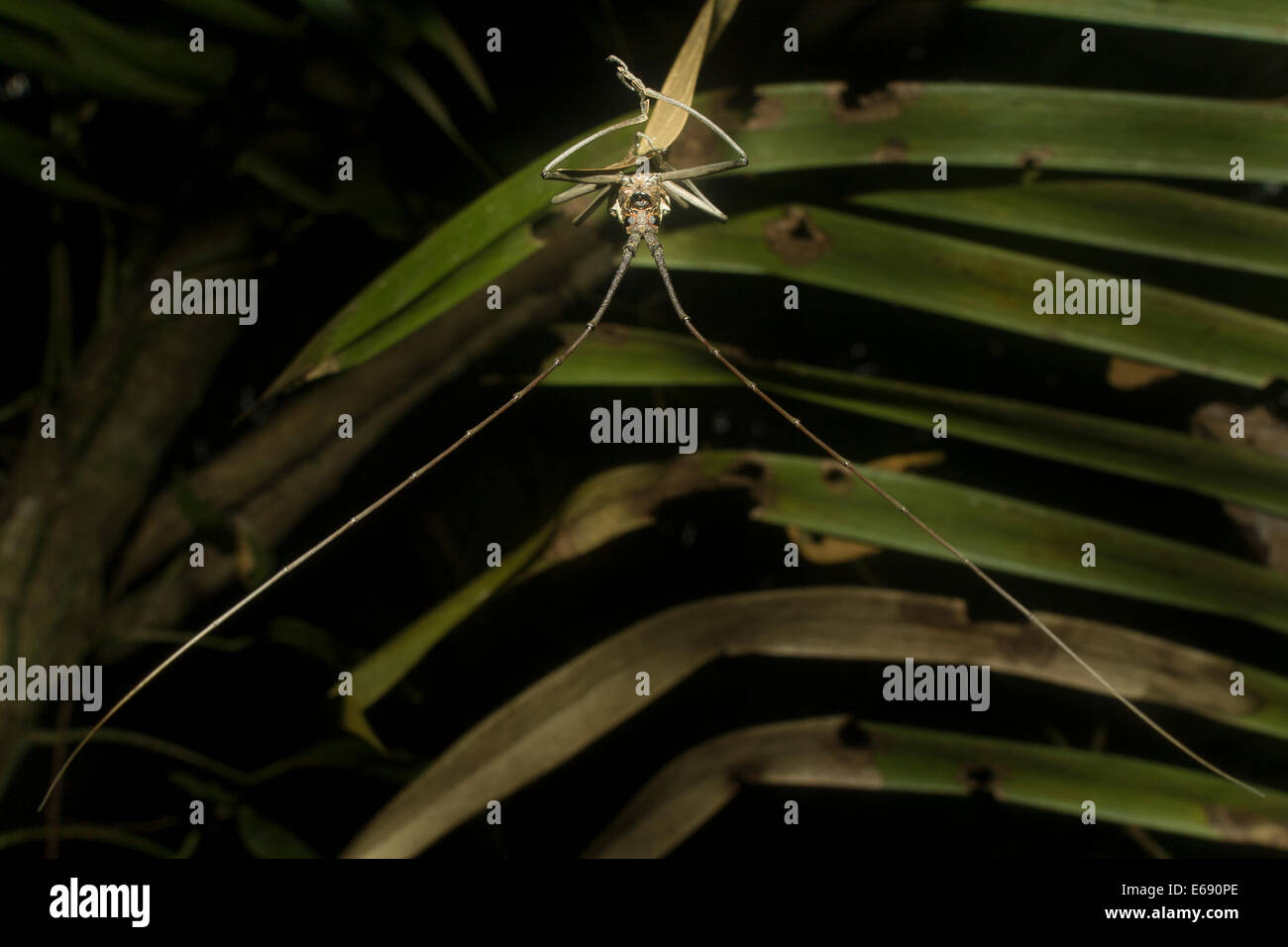 Extremely long antennae of a longhorned woodboring beetle (family