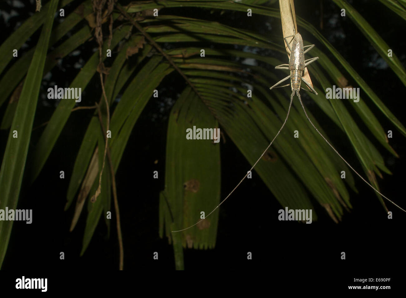 Extremely long antennae of a longhorned woodboring beetle (family