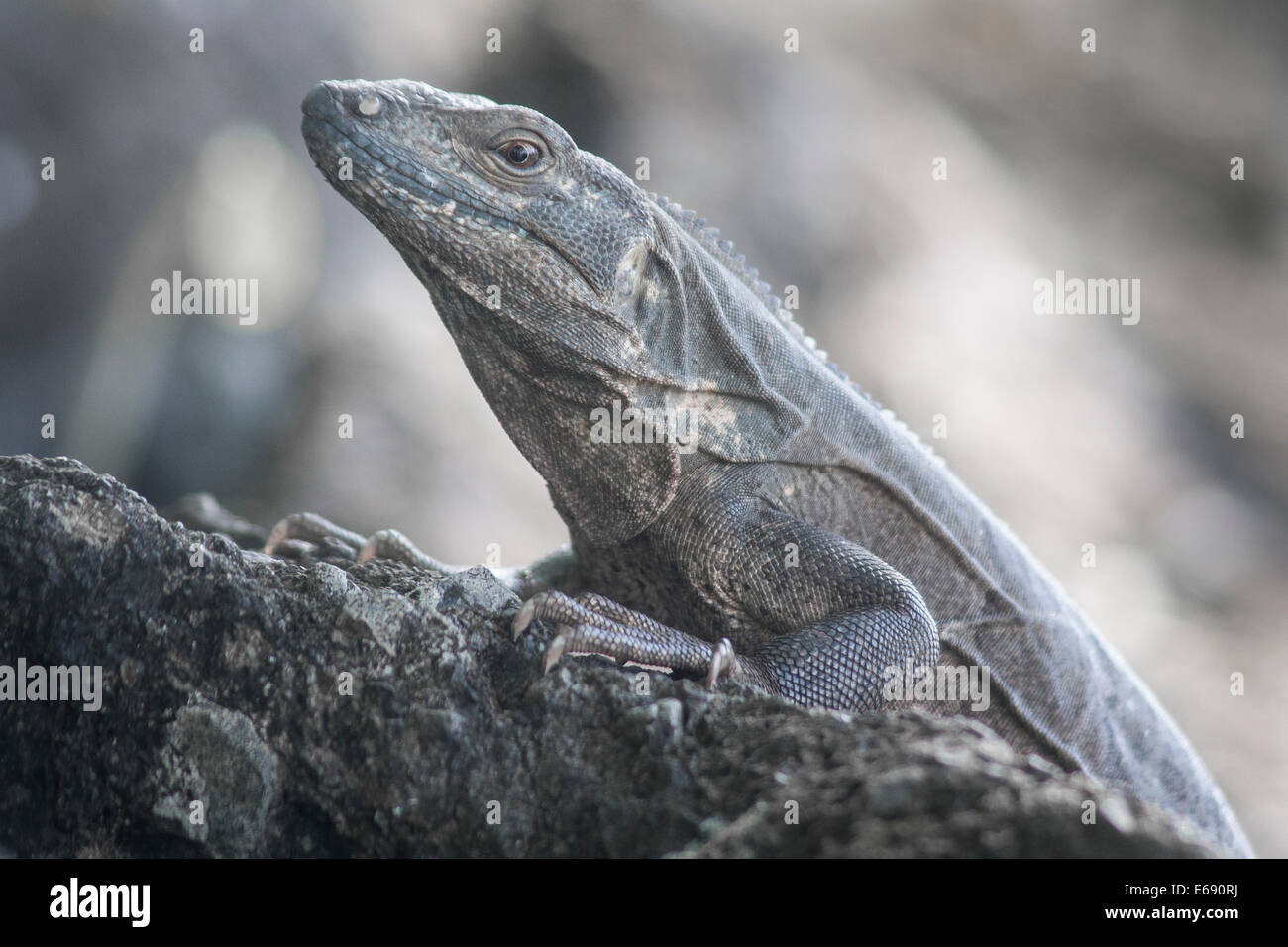 Black spiny-tailed iguana, Ctenosaura similis. Stock Photo