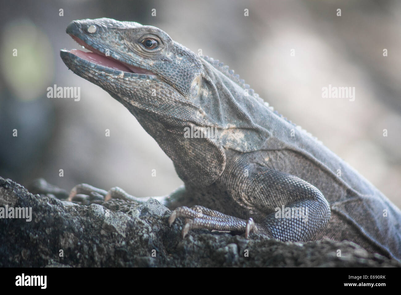 Black spiny-tailed iguana, Ctenosaura similis. Stock Photo