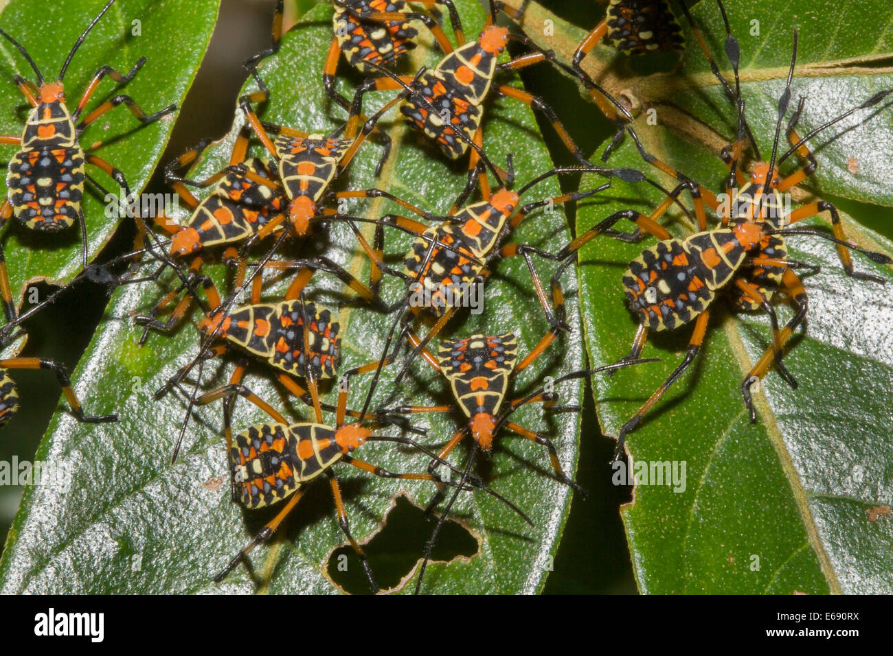 Vivid coloration of Hemipteran nymphs. These bright colors likely advertise their toxicity, an excellent example of aposematism. Stock Photo