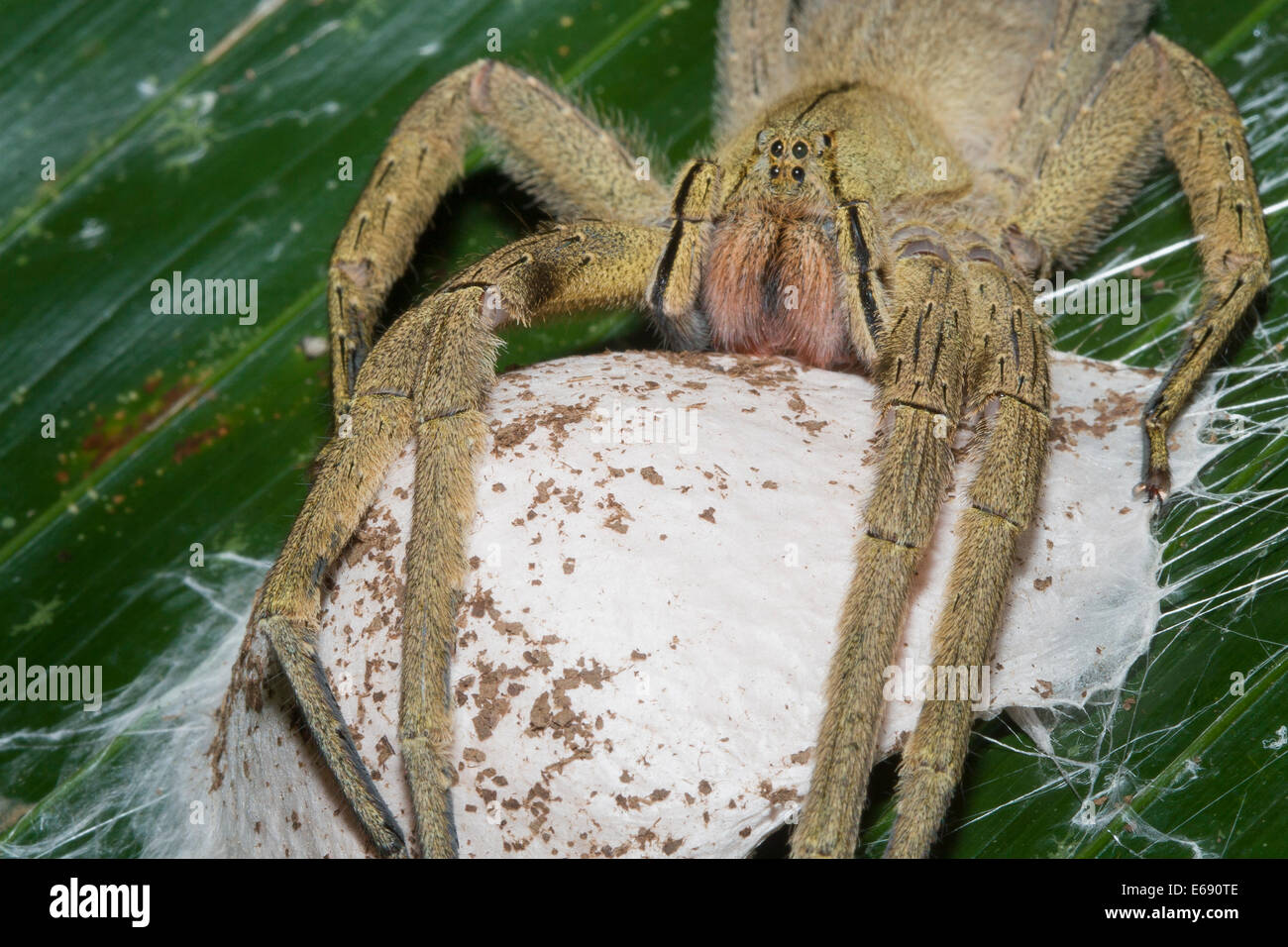 A wandering spider (Phoneutria sp.), a.k.a., banana spider, with egg