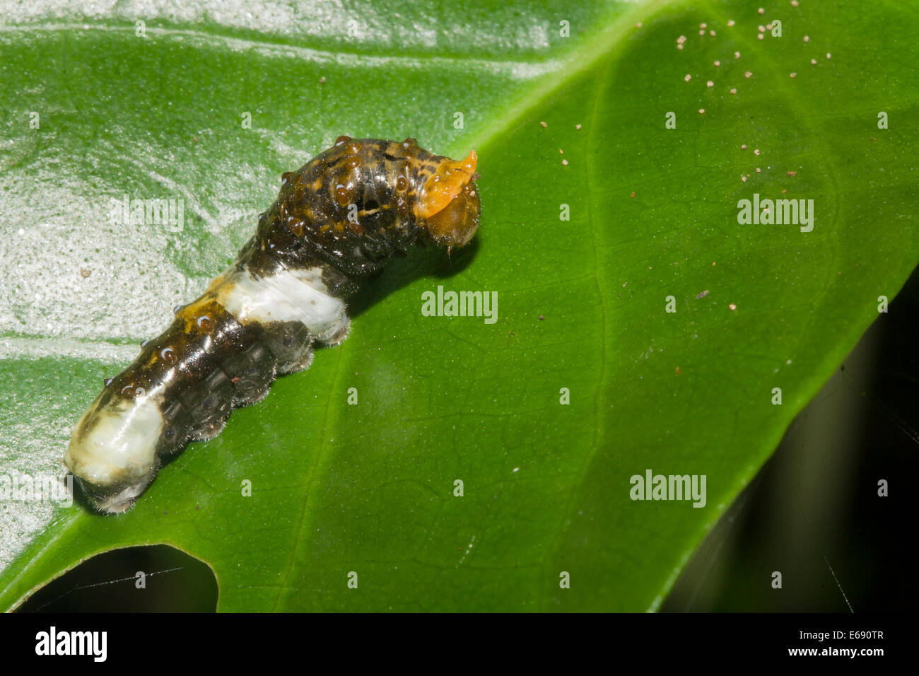 A caterpillar camouflaged to look like a bird dropping.  This is an excellent example of crypsis. Stock Photo