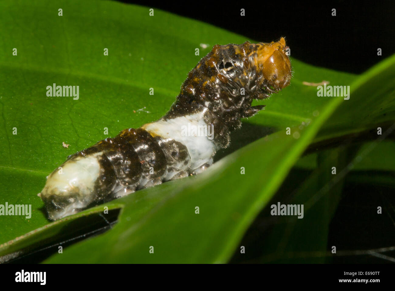 A caterpillar camouflaged to look like a bird dropping.  This is an excellent example of crypsis. Stock Photo