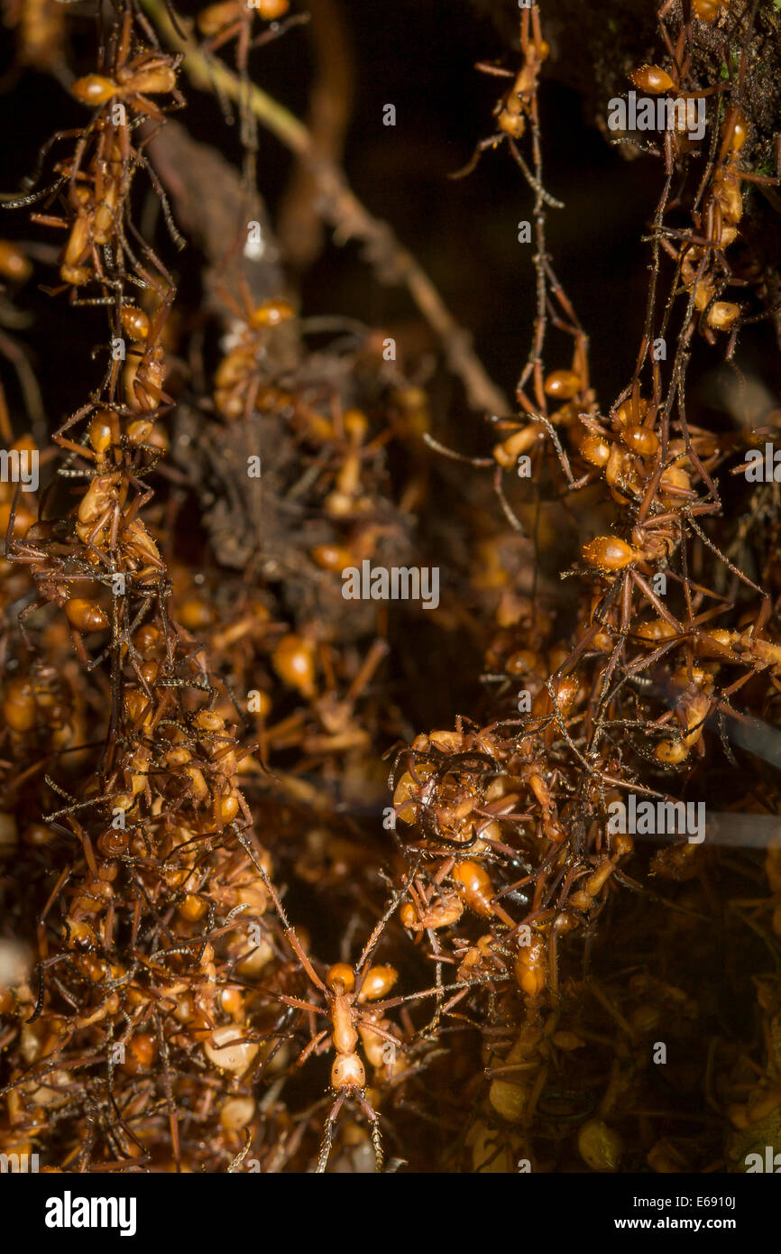 Close-up of an army ant bivouac -- a temporary shelter of the colony constructed out of ants that are linked together. Stock Photo