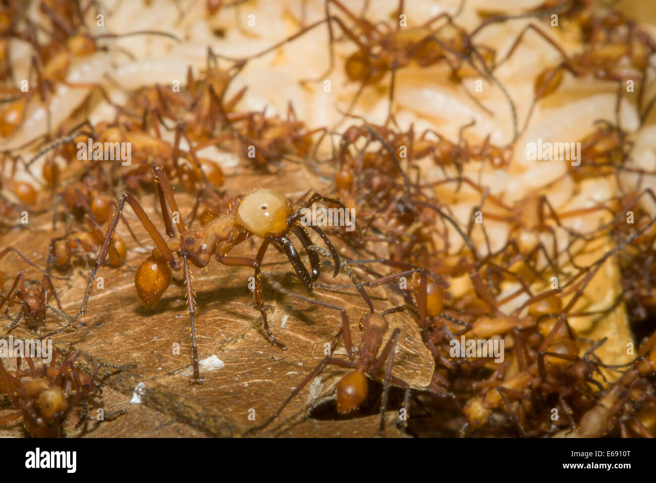 Close-up of an army ant soldier. Photographed in Costa Rica. Stock Photo