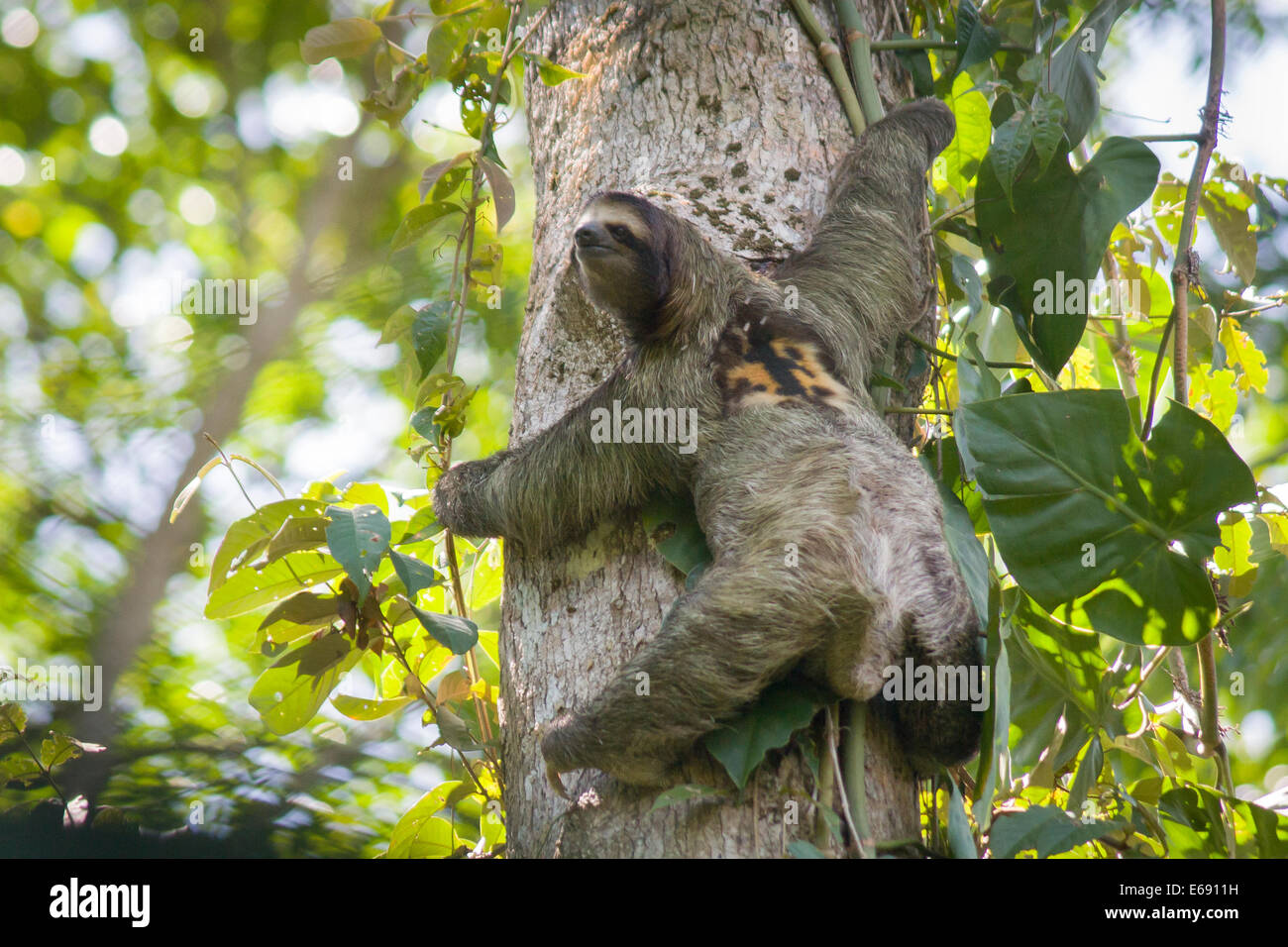 3-toed sloth, Bradypus variegatus. Photographed in Cahuita National Park, Costa Rica. Stock Photo