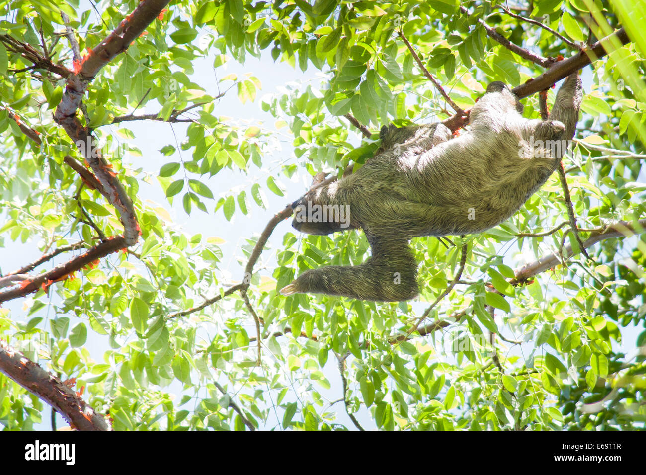 3-toed sloth, Bradypus variegatus. Photographed in Cahuita National Park, Costa Rica. Stock Photo
