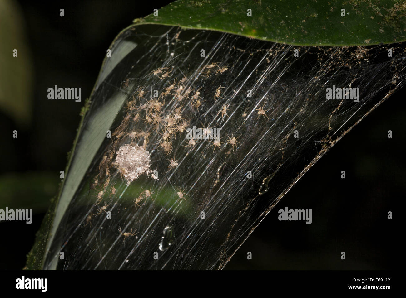Spiderlings emerging from their egg sac - the remains of their first ...