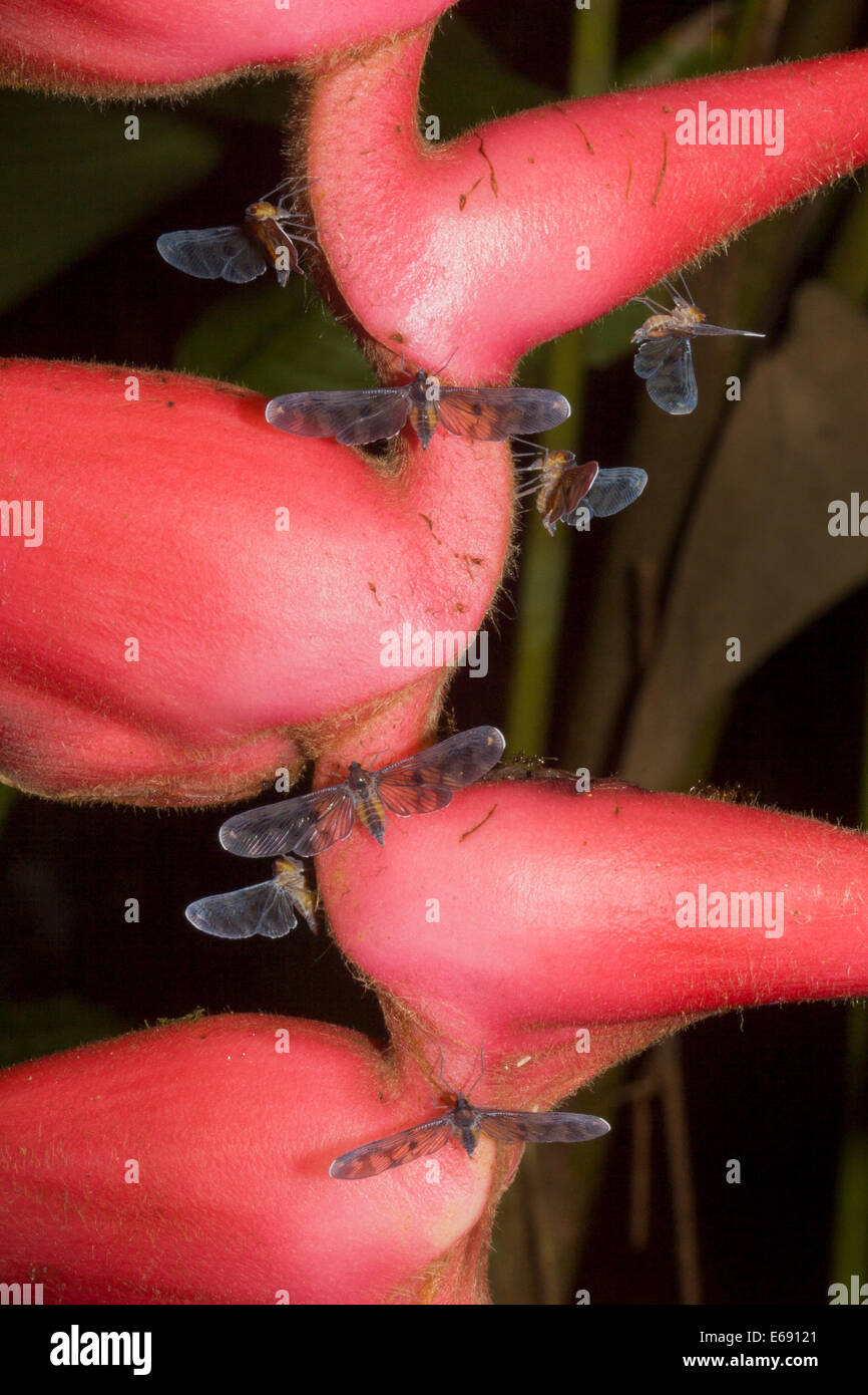 Planthoppers hi-res stock photography and images - Alamy
