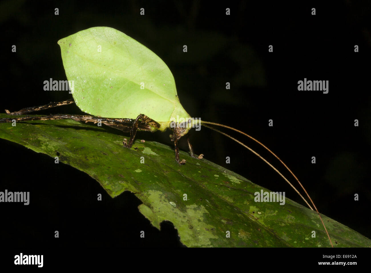 A superbly-camouflaged leaf-mimicking katydid.  This is an excellent example of crypsis. Stock Photo