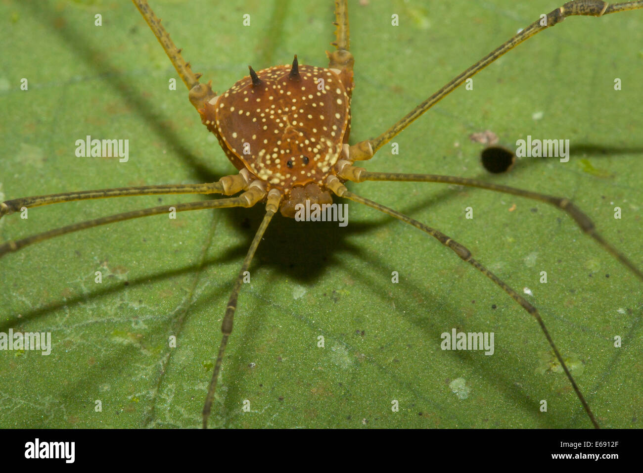 A superbly ornate tropical harvestman (order Opiliones). Stock Photo