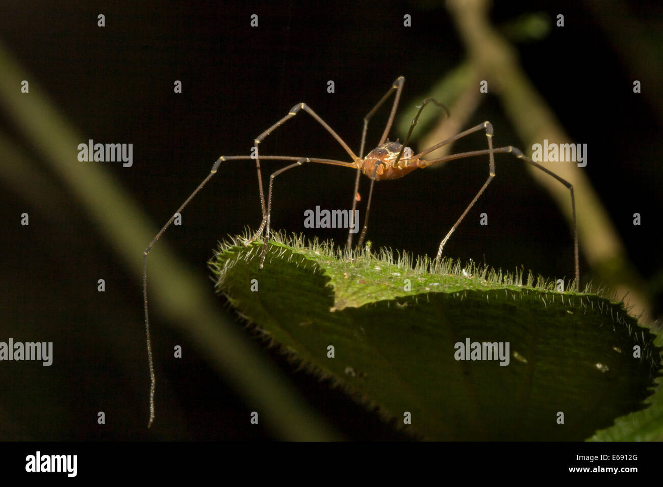 A tropical harvestman (order Opiliones). Stock Photo