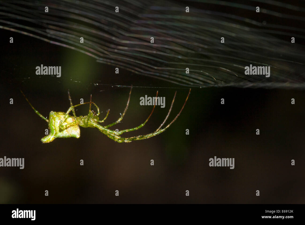 A tropical orbweaving spider. Photographed in Panama Stock Photo Alamy