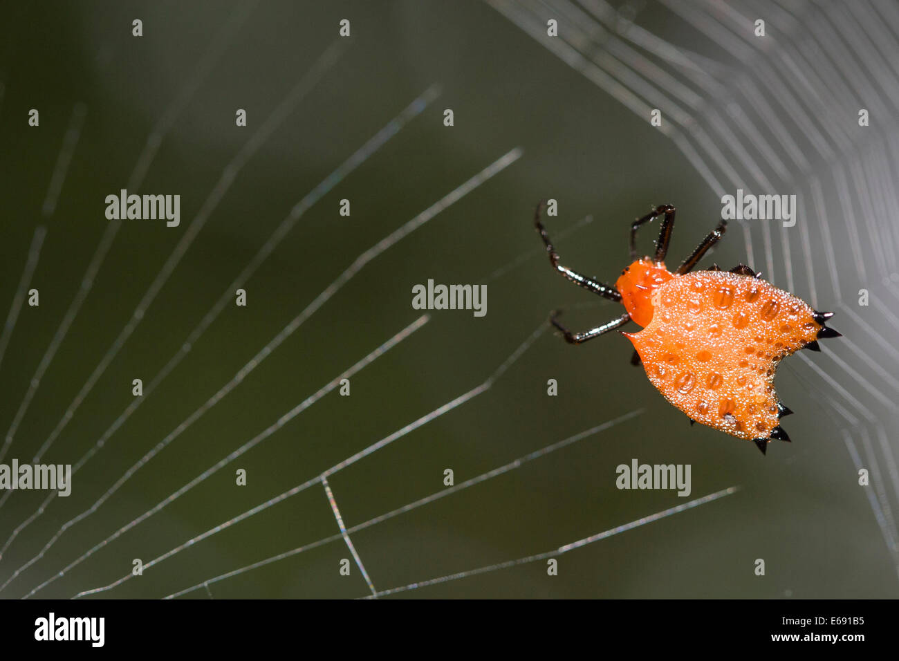 Orange spiny orb-weaving spider. Photographed in Darien National Park, Panama. Stock Photo