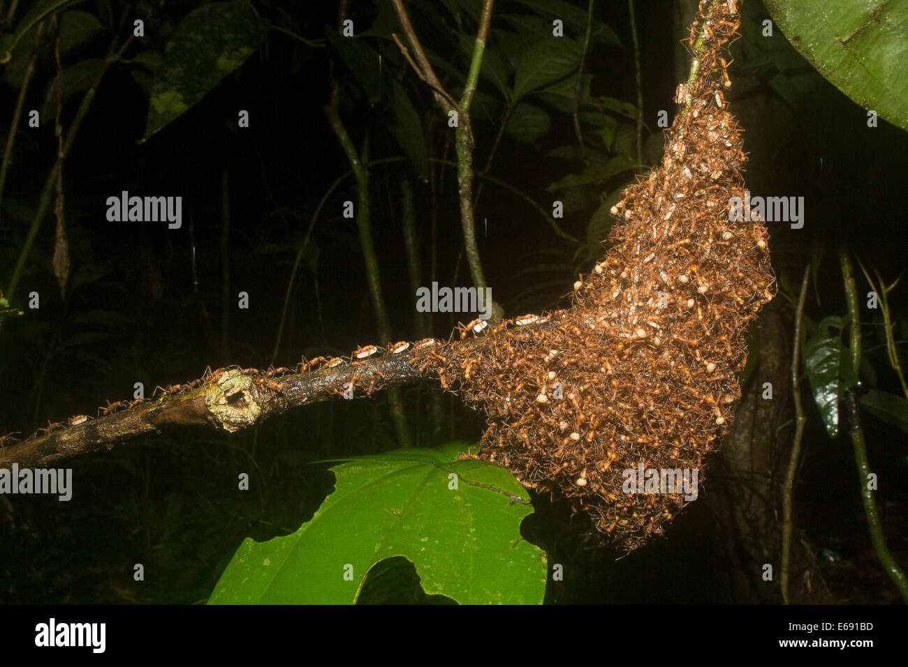 A spectacular example of an army ant bivouac (a temporary colony shelter constructed out of ants that are linked together). Stock Photo