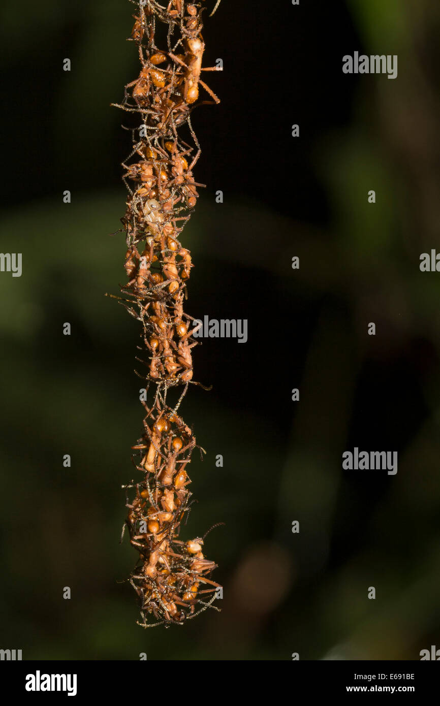 A chain of army ants dangles down from their bivouac (a temporary colony shelter constructed out of linked-together ants). Stock Photo