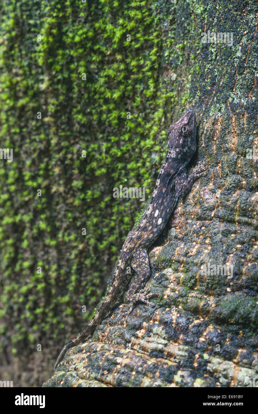 A well-camouflaged lichen anole (Anolis pentaprion) on a tree trunk.  This is an excellent example of crypsis. Stock Photo