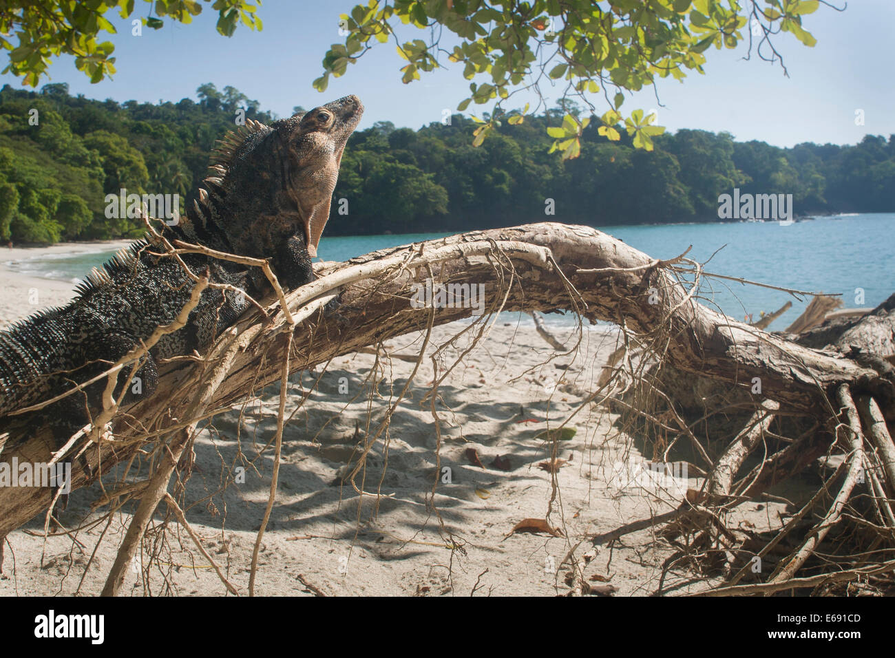 A magnificent male black spiny-tailed iguana (Ctenosaura similis) on the beach.  Photographed in Costa Rica. Stock Photo