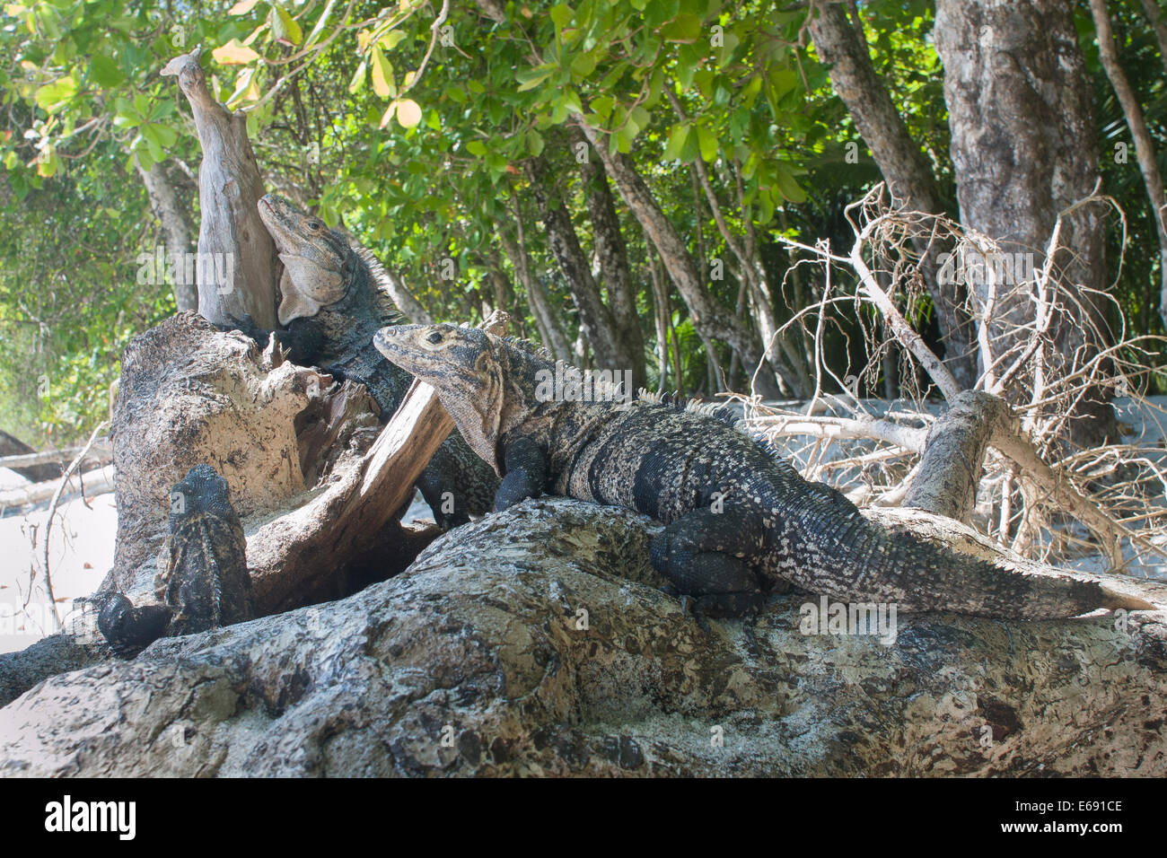 Black spiny-tailed iguanas (Ctenosaura similis) on the beach.  Photographed in Costa Rica. Stock Photo