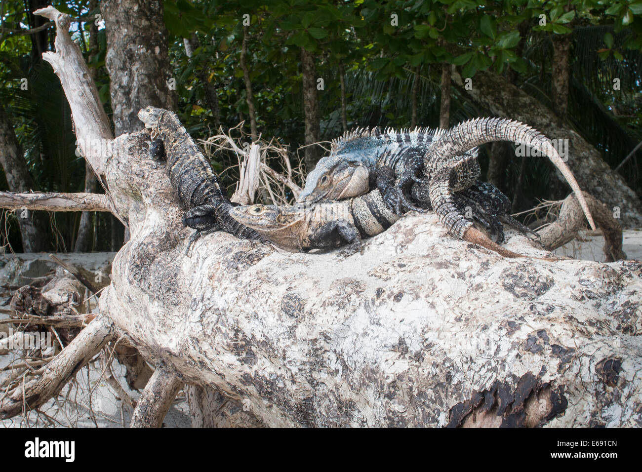 A pair of black spiny-tailed iguanas (Ctenosaura similis) mating.  Photographed in Costa Rica. Stock Photo