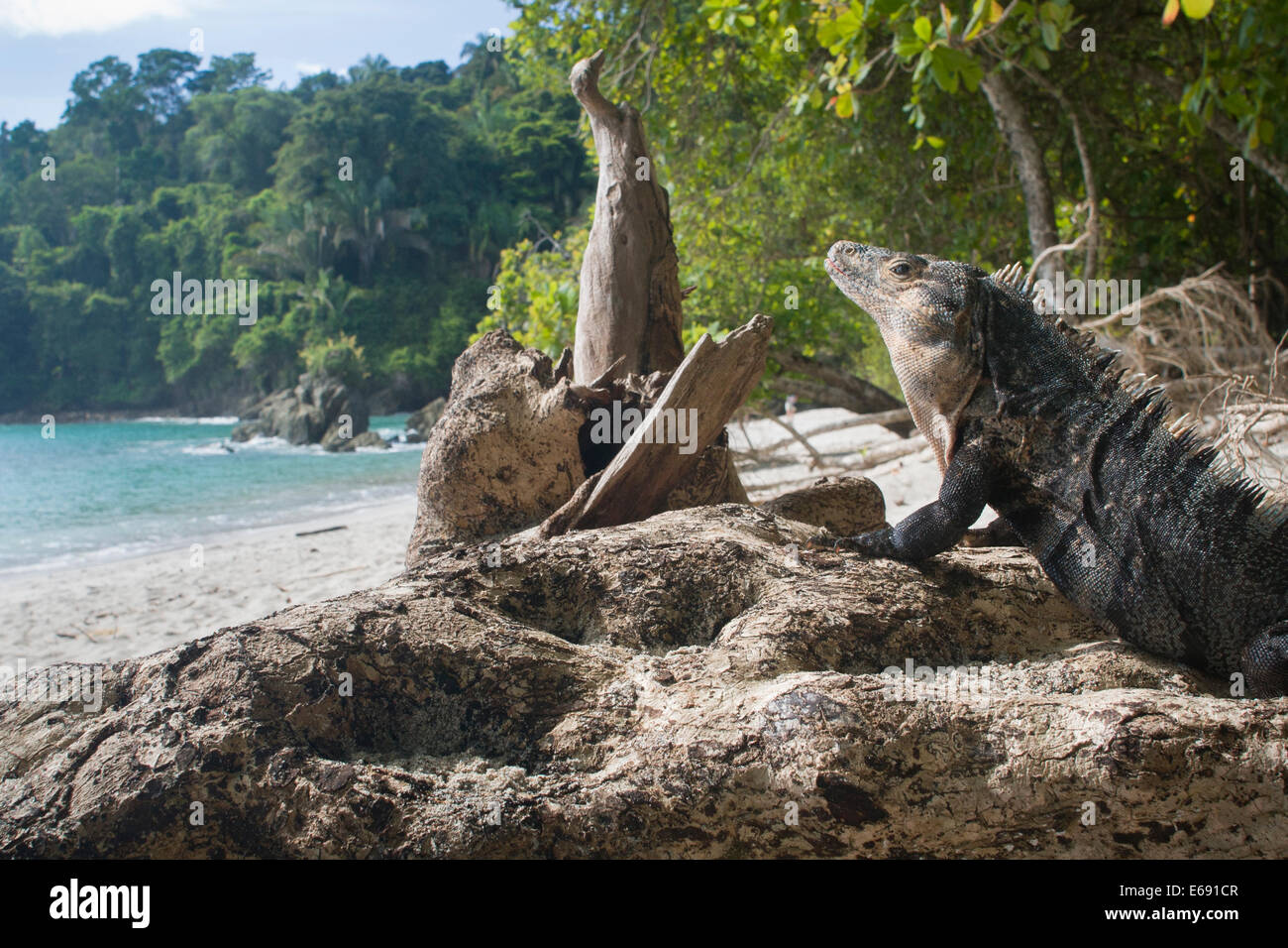 A magnificent male black spiny-tailed iguana (Ctenosaura similis) on the beach.  Photographed in Costa Rica. Stock Photo