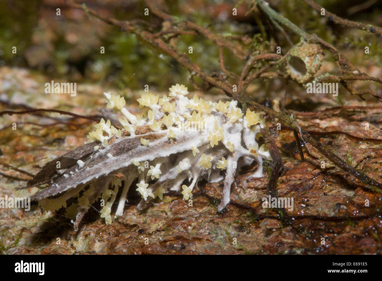 Moth infected with the devastating Cordyceps fungus.  Fruiting bodies of the fungus are clearly visible. Stock Photo