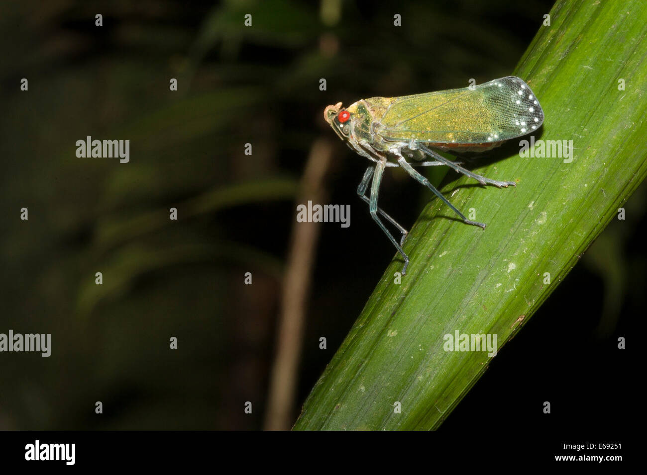 Colorful Fulgoroid. Photographed in Costa Rica Stock Photo - Alamy