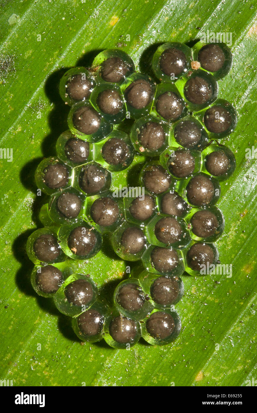 Tropical frog eggs laid on the underside of a leaf. Photographed in