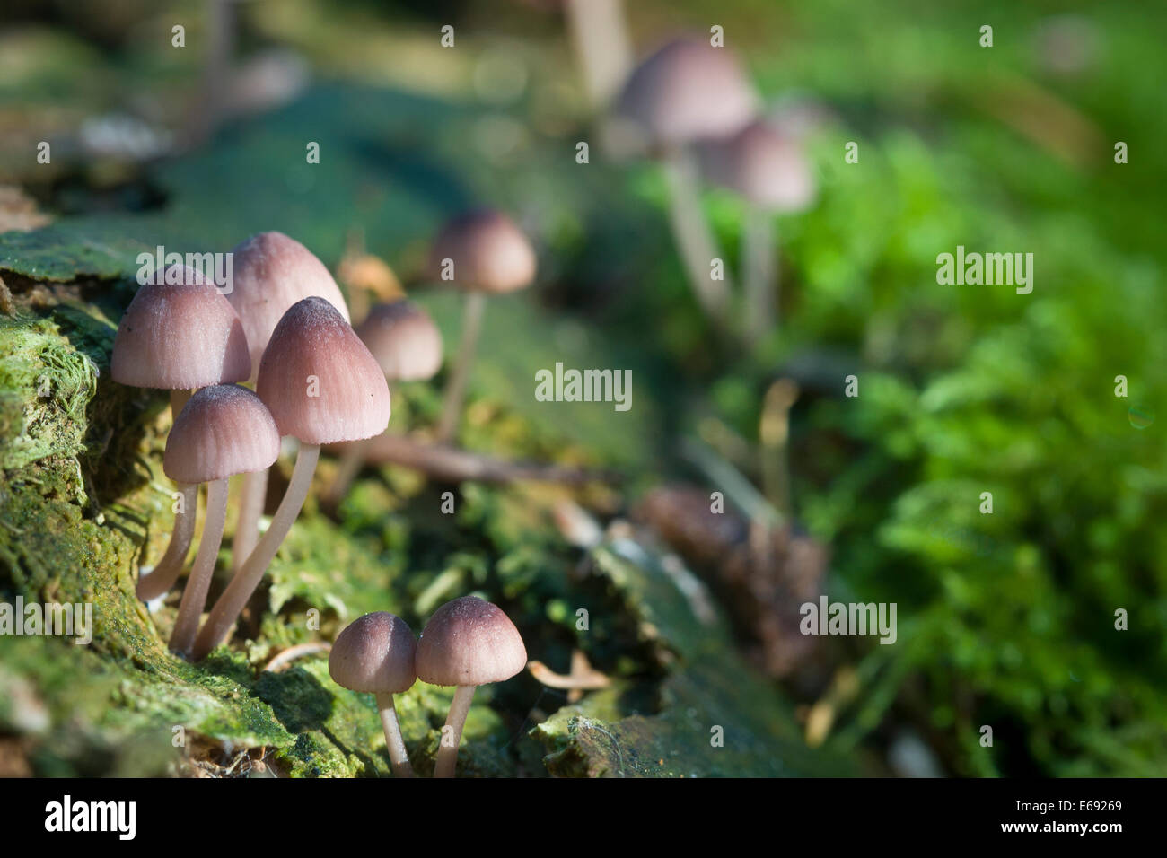 Mushrooms in oregon hires stock photography and images Alamy