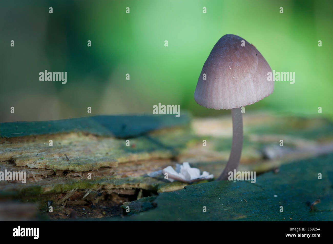 Mushroom. Photographed in Oregon, USA Stock Photo Alamy