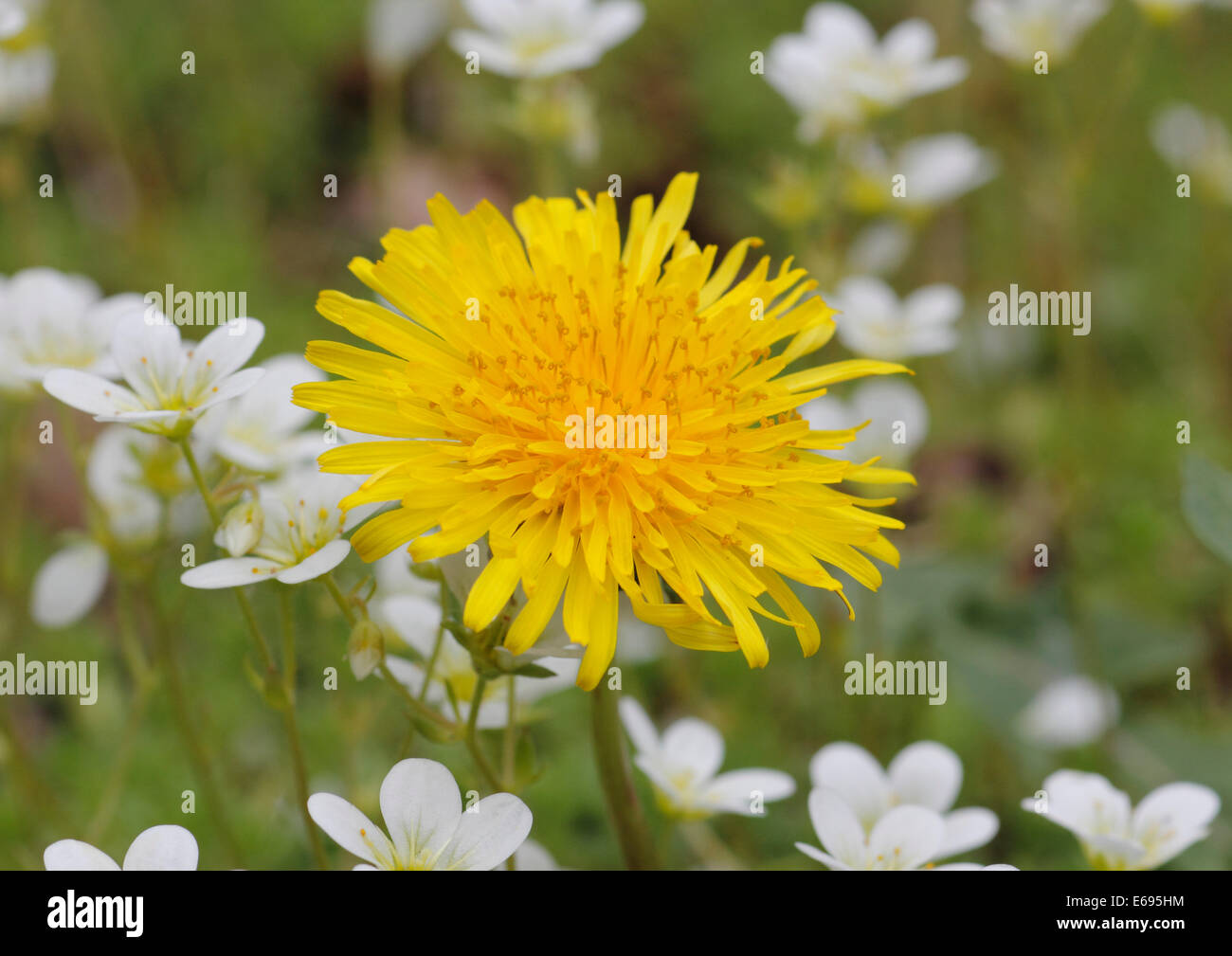 Dandelion (Taraxacum) surrounded by Musky Saxifrage or Mossy Saxifrage (Saxifraga moschata) Stock Photo