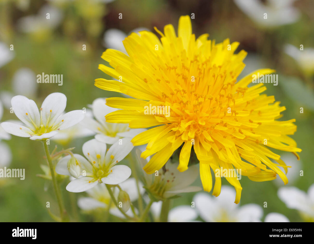 Dandelion (Taraxacum) surrounded by Musky Saxifrage or Mossy Saxifrage (Saxifraga moschata) Stock Photo
