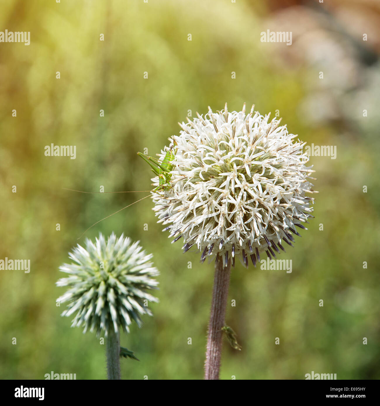 Large round white flower with green Natural background